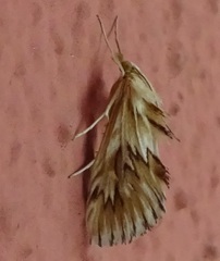Cynaeda dentalis