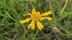 Balduina uniflora