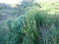 Senecio glastifolius