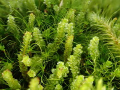 Anastrepta orcadensis