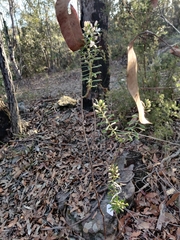 Philotheca hispidula