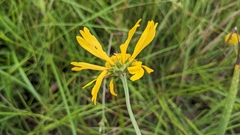 Balduina uniflora