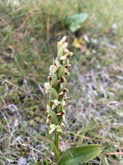 Platanthera hyperborea