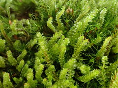 Anastrepta orcadensis