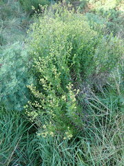 Senecio glastifolius