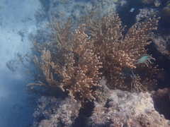 Isis hippuris