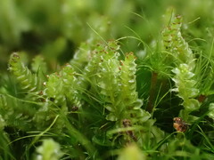 Anastrepta orcadensis