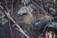 Mammillaria magnimamma