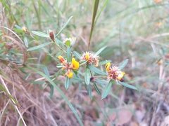 Pultenaea myrtoides
