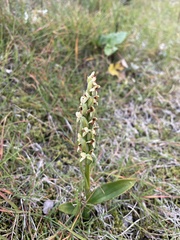 Platanthera hyperborea