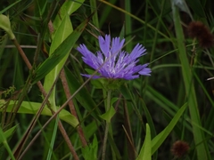 Stokesia laevis