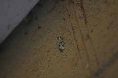 Bryolymnia viridata