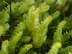 Anastrepta orcadensis