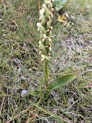 Platanthera hyperborea