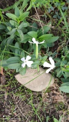 Saponaria officinalis
