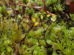 Sciuro-hypnum plumosum