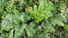 Heracleum sosnowskyi