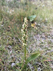 Platanthera hyperborea