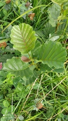 Alnus glutinosa
