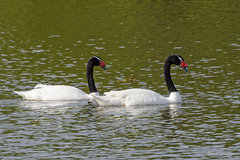 Cygnus melancoryphus