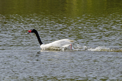 Cygnus melancoryphus