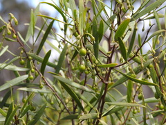 Eremophila