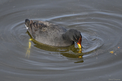 Fulica rufifrons