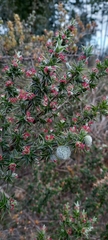 Cliffortia