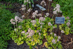 Micranthes manchuriensis