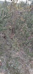 Cliffortia
