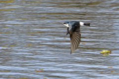 Tachycineta leucorrhoa