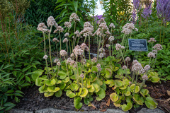 Micranthes manchuriensis