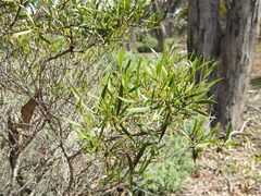 Eremophila