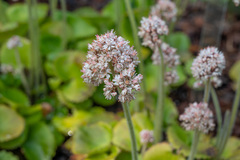 Micranthes manchuriensis