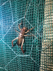 Hemideina crassidens