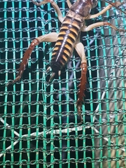 Hemideina crassidens