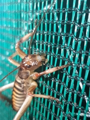 Hemideina crassidens