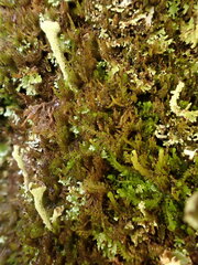 Crossocalyx hellerianus