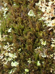 Crossocalyx hellerianus