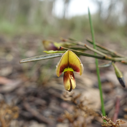 Image of Templetonia stenophylla by (c) yatesy, some rights reserved (CC BY)