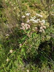 Eupatorium formosanum