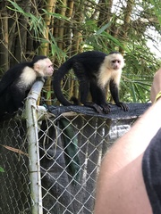 Cebus imitator