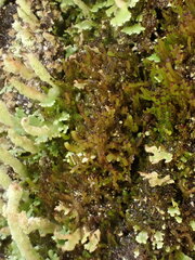 Crossocalyx hellerianus