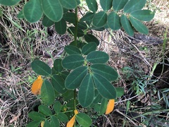 Senna pendula glabrata