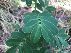 Senna pendula glabrata