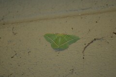 Dichorda illustraria