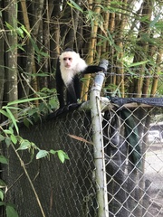 Cebus imitator