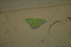 Dichorda illustraria