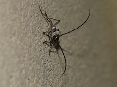 Megacyllene antennata
