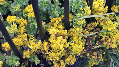 Sedum